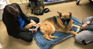 Acupuncture treatment for arthritis in dogs